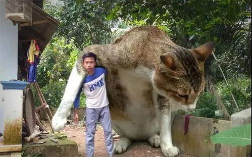 猫变成人转场动作视频,流畅转场动作视频揭秘  第1张