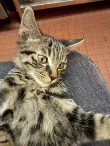 猫变成人转场动作视频,流畅转场动作视频揭秘  第2张